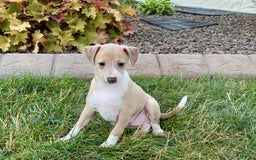 Italian Greyhound dogs for sale: Gordie - Image 1