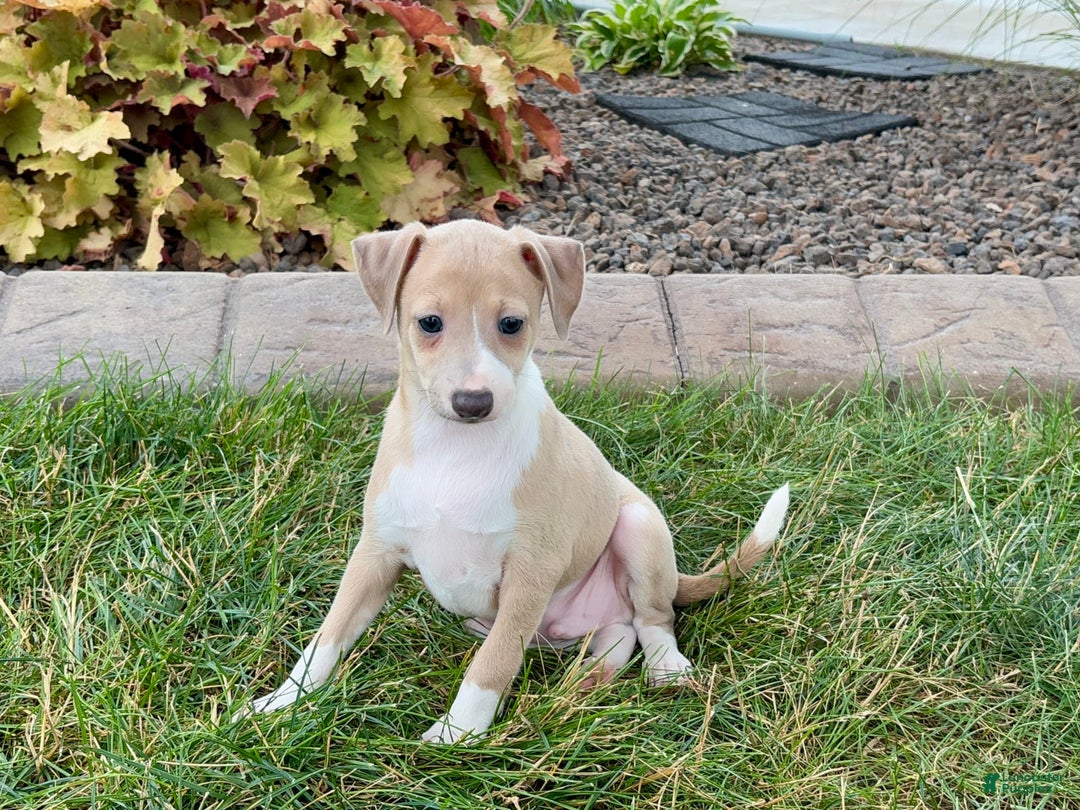 Italian Greyhound dogs for sale: Gordie - Image 1