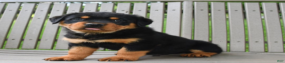 Bullet