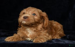 Cavapoo dogs for sale: Jackson - Image 5