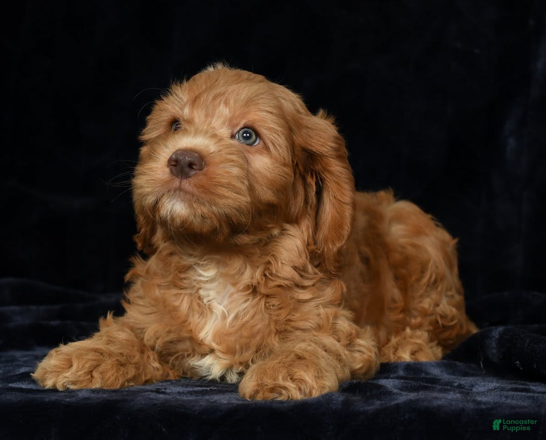 Cavapoo dogs for sale: Jackson - Image 5
