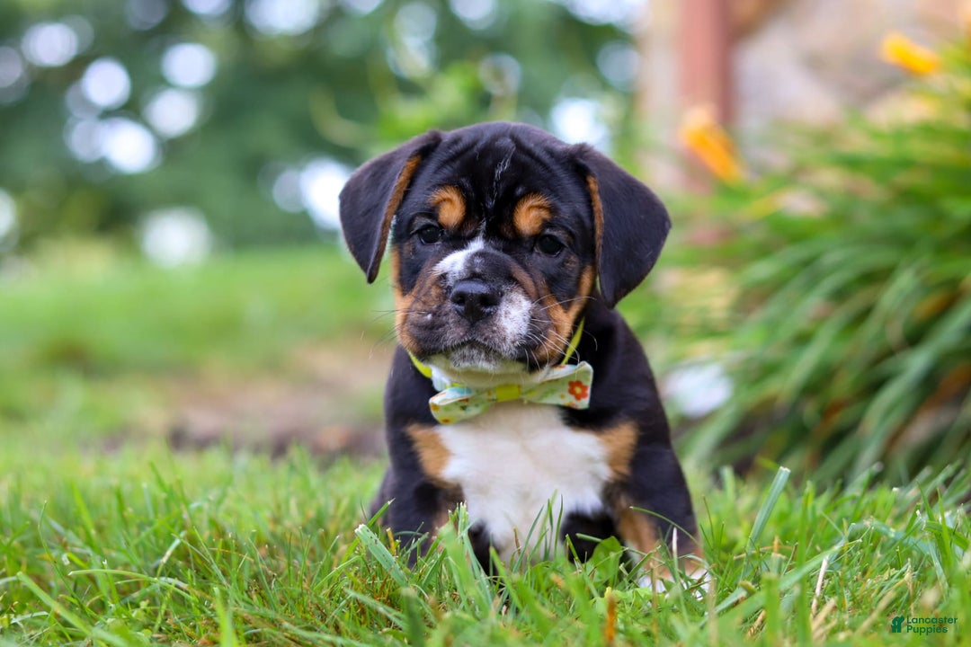 Beabull dogs for sale: Champ - Image 8