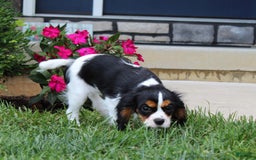 Cavalier King Charles Spaniel dogs for sale: Abby - Image 8