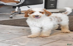 Goldendoodle dogs for sale: Milo - Image 4