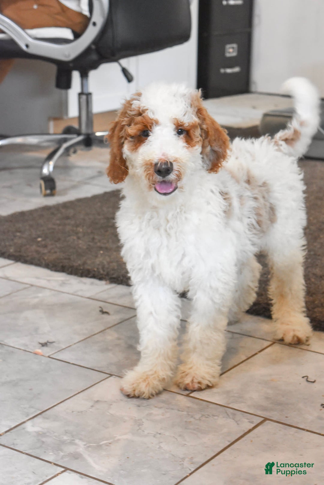 Goldendoodle dogs for sale: Milo - Image 4