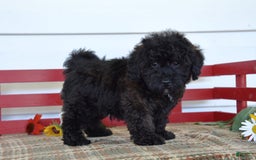 Yorkiepoo dogs for sale: Harold - Image 2
