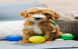 Standard Poodle dogs for sale: Pickles - Image 1
