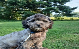 Shihpoo dogs for sale: Chucky - Image 4