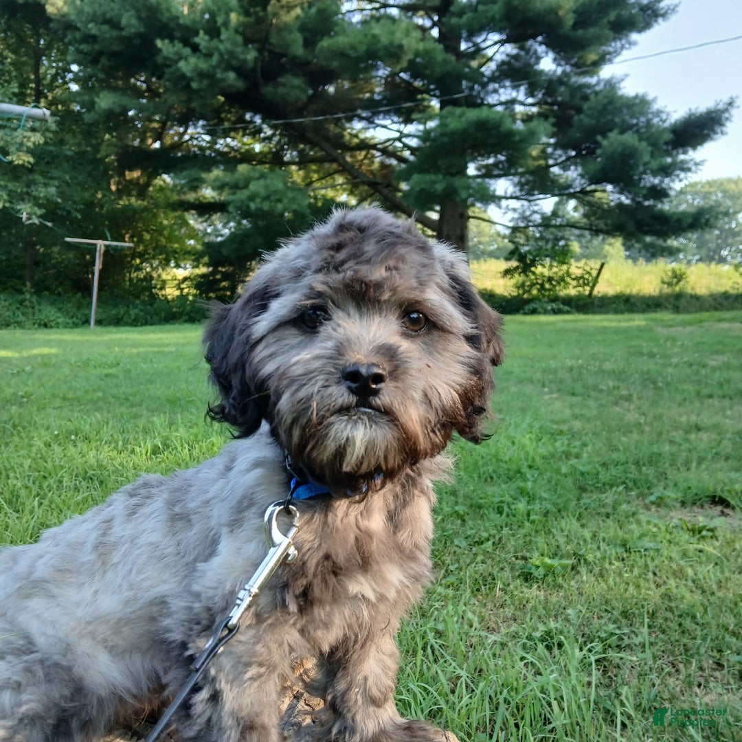 Shihpoo dogs for sale: Chucky - Image 4