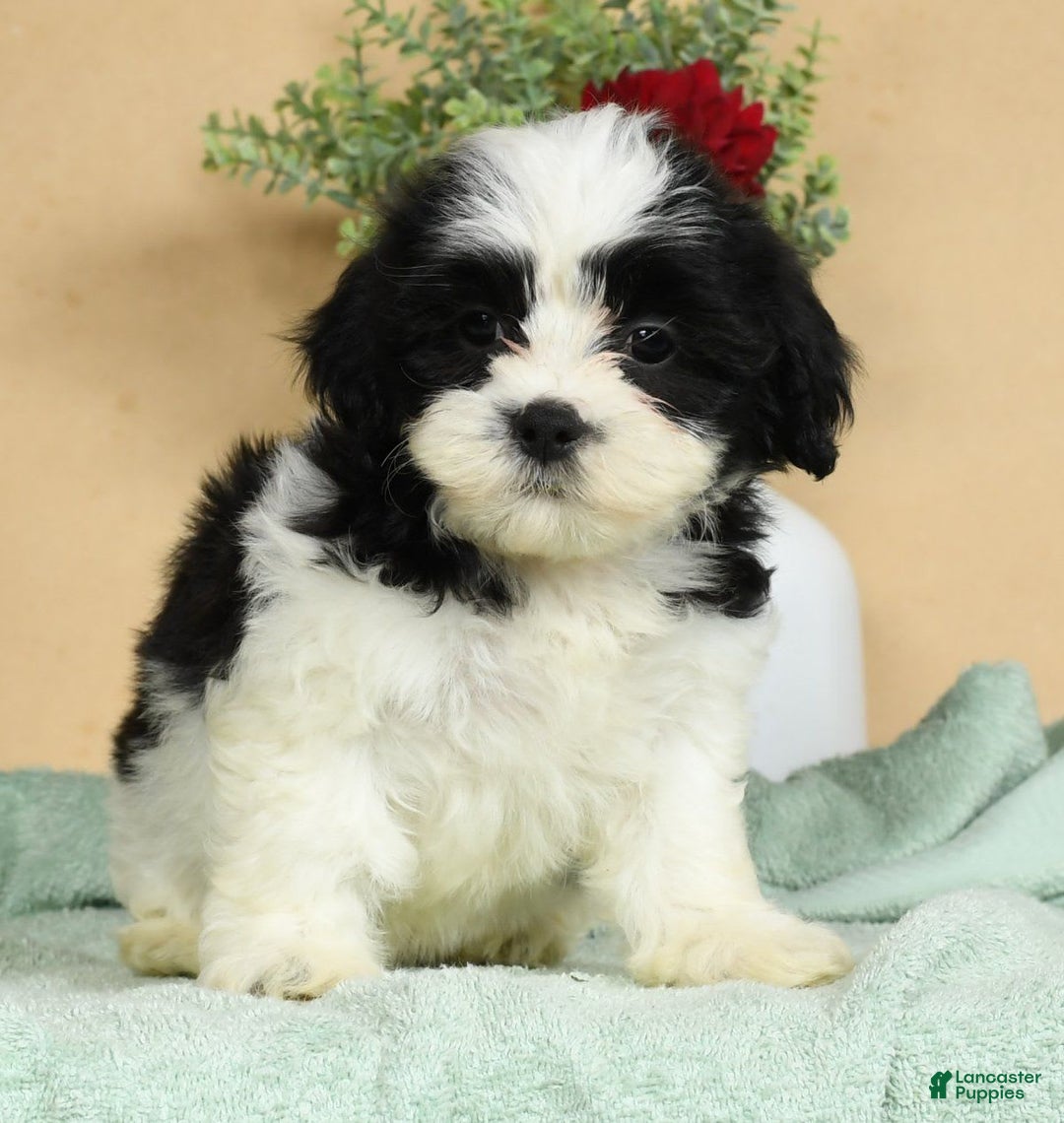 Teddy Bear dogs for sale: Sabrina - Image 3