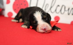 Bernese Mountain Dog dogs for sale: Cherrio - Image 9