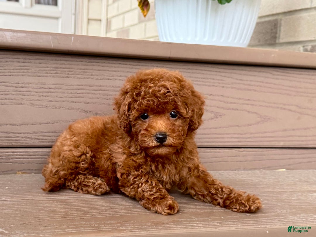 Maltipoo dogs for sale: Gorgeous - Image 3