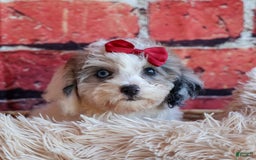 Bichpoo dogs for sale: Babe - Image 8