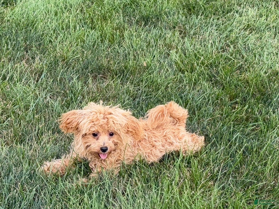 Maltipoo dogs for sale: Sherry - Image 2