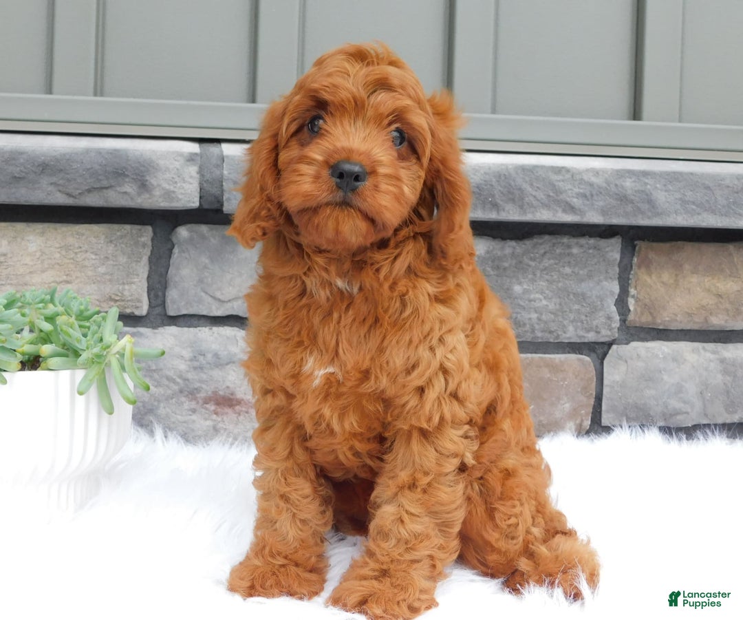 Cavapoo dogs for sale: Mitt - Image 2