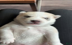 Siberian Husky dogs for sale: Boy Puppy - Image 1