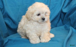 Shihpoo dogs for sale: Libby - Image 3