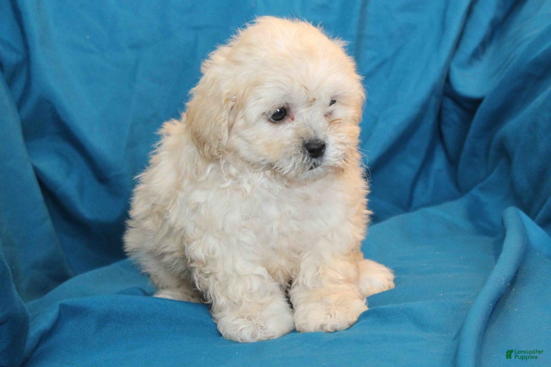 Shihpoo dogs for sale: Libby - Image 3