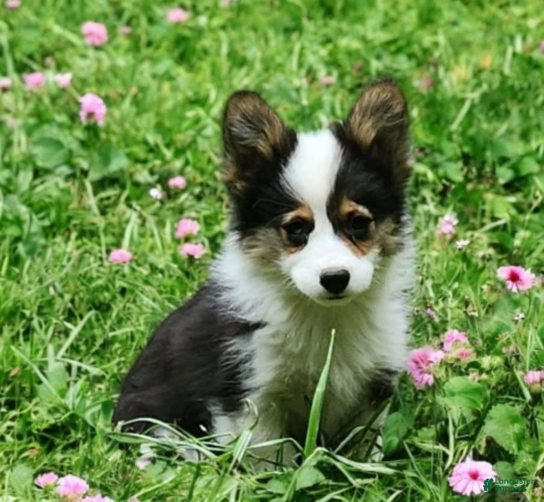 Welsh Corgi Pembroke dogs for sale: Tucker Fluffy - Image 26