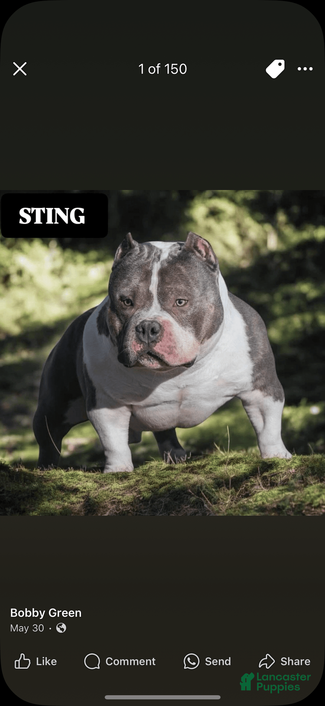 American Bully dogs for sale: Cash - Image 3
