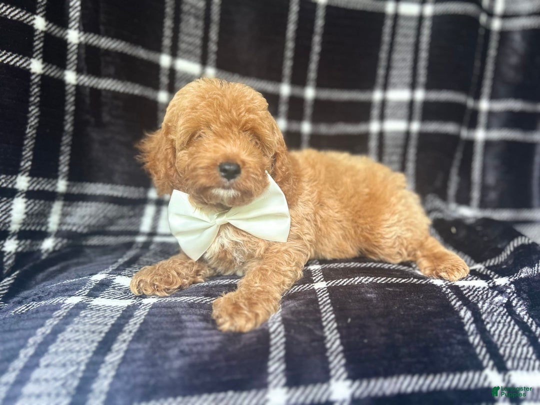 Cockapoo dogs for sale: Royal - Image 7