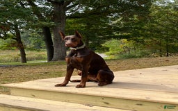 Doberman Pinscher dogs for sale: Dante - Image 6