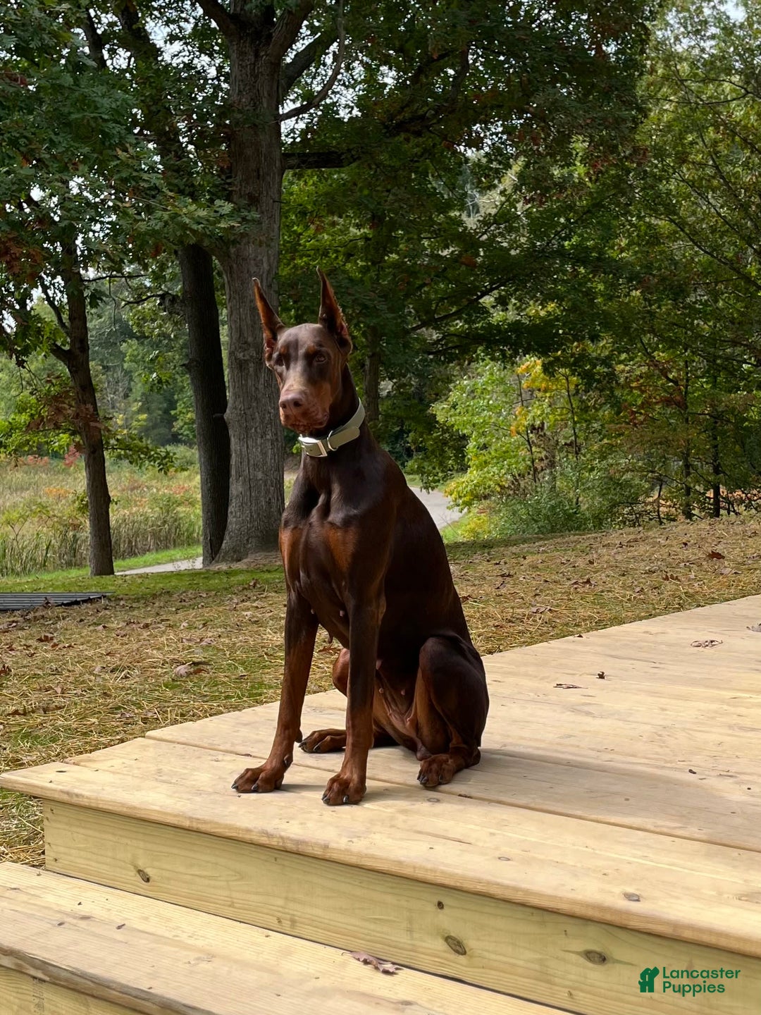 Doberman Pinscher dogs for sale: Dante - Image 6