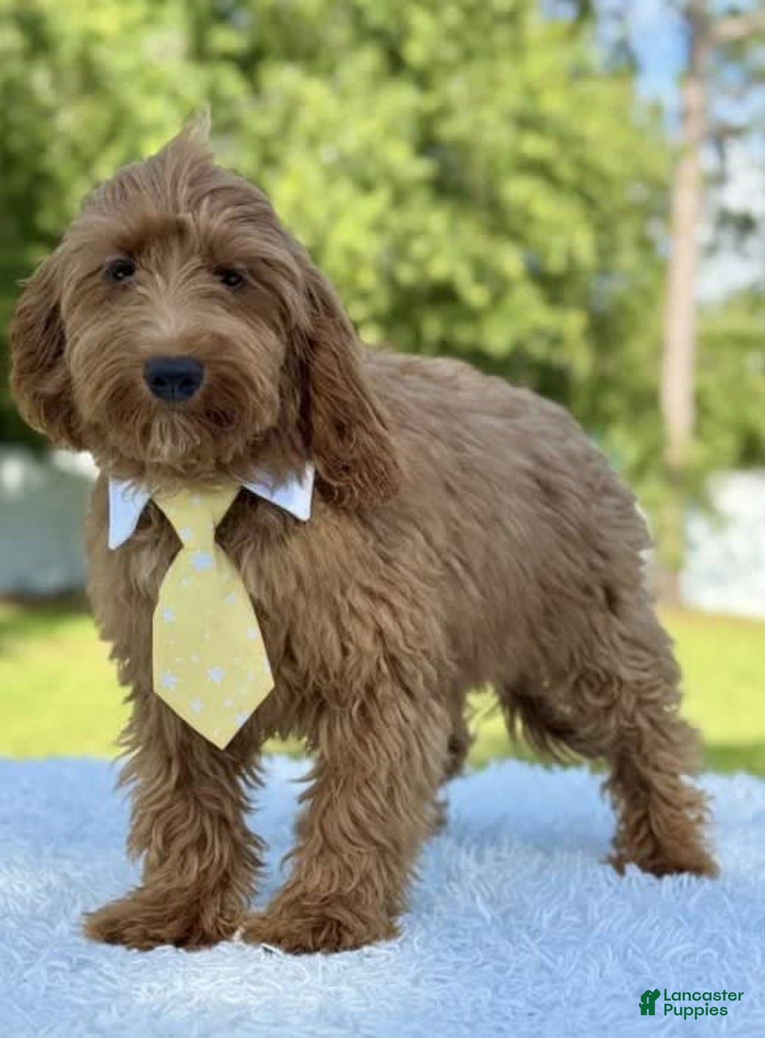 Mini Goldendoodle dogs for sale: Thiago - Image 4