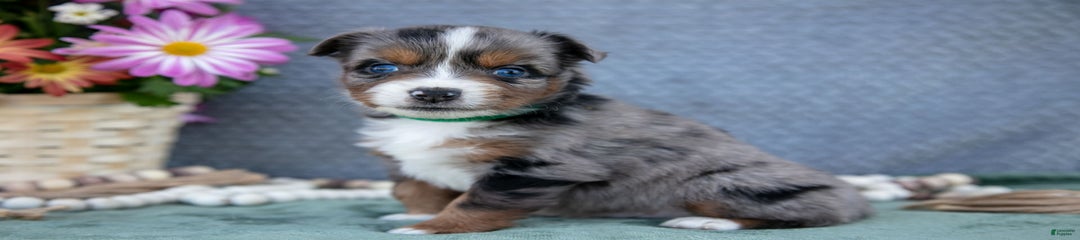 Baxter
