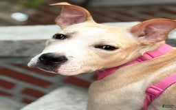 American Pit Bull Terrier dogs for sale: Leona - Image 1