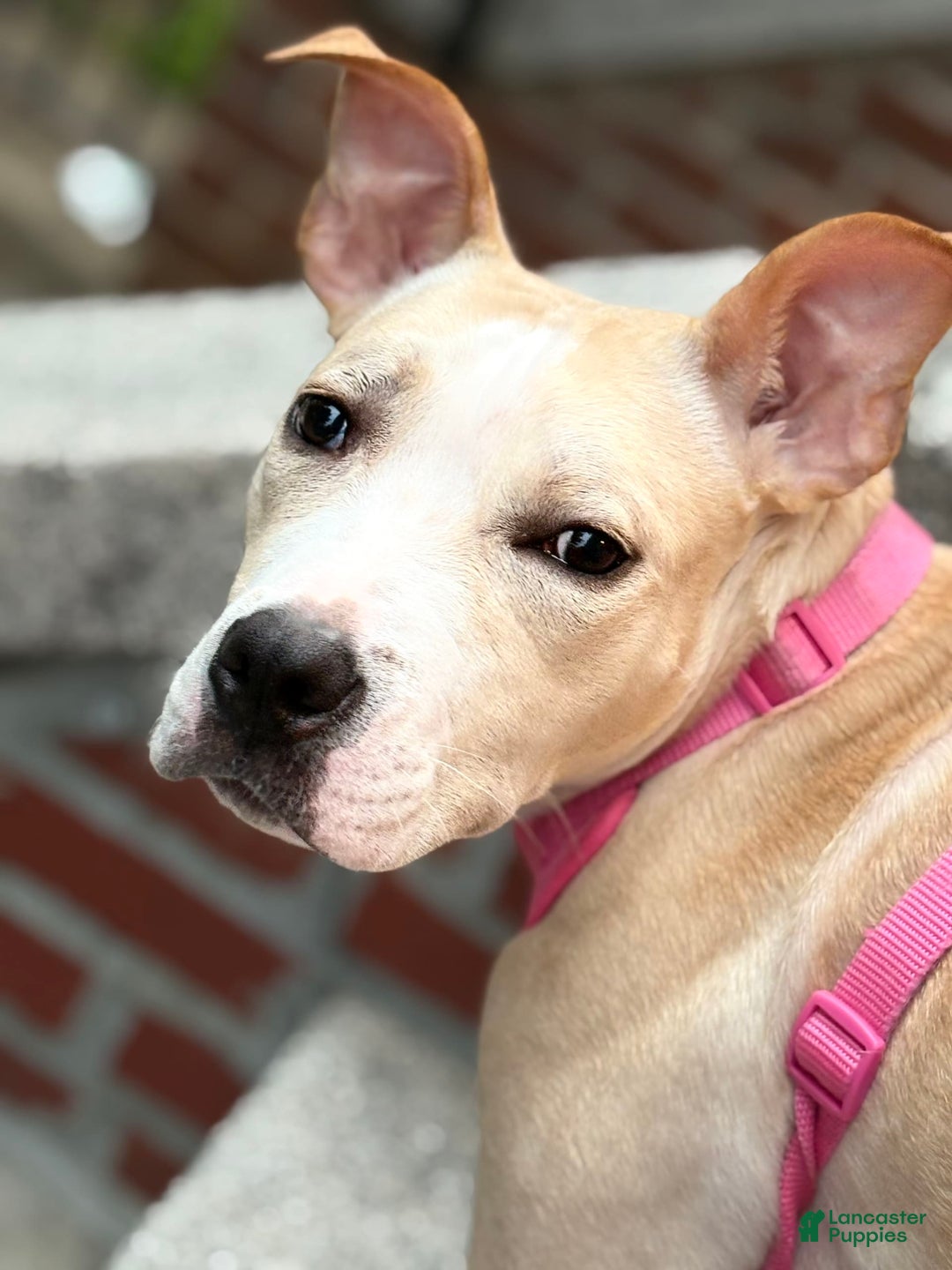 American Pit Bull Terrier dogs for sale: Leona - Image 1