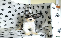 Morkie dogs for sale: Boots - Image 9