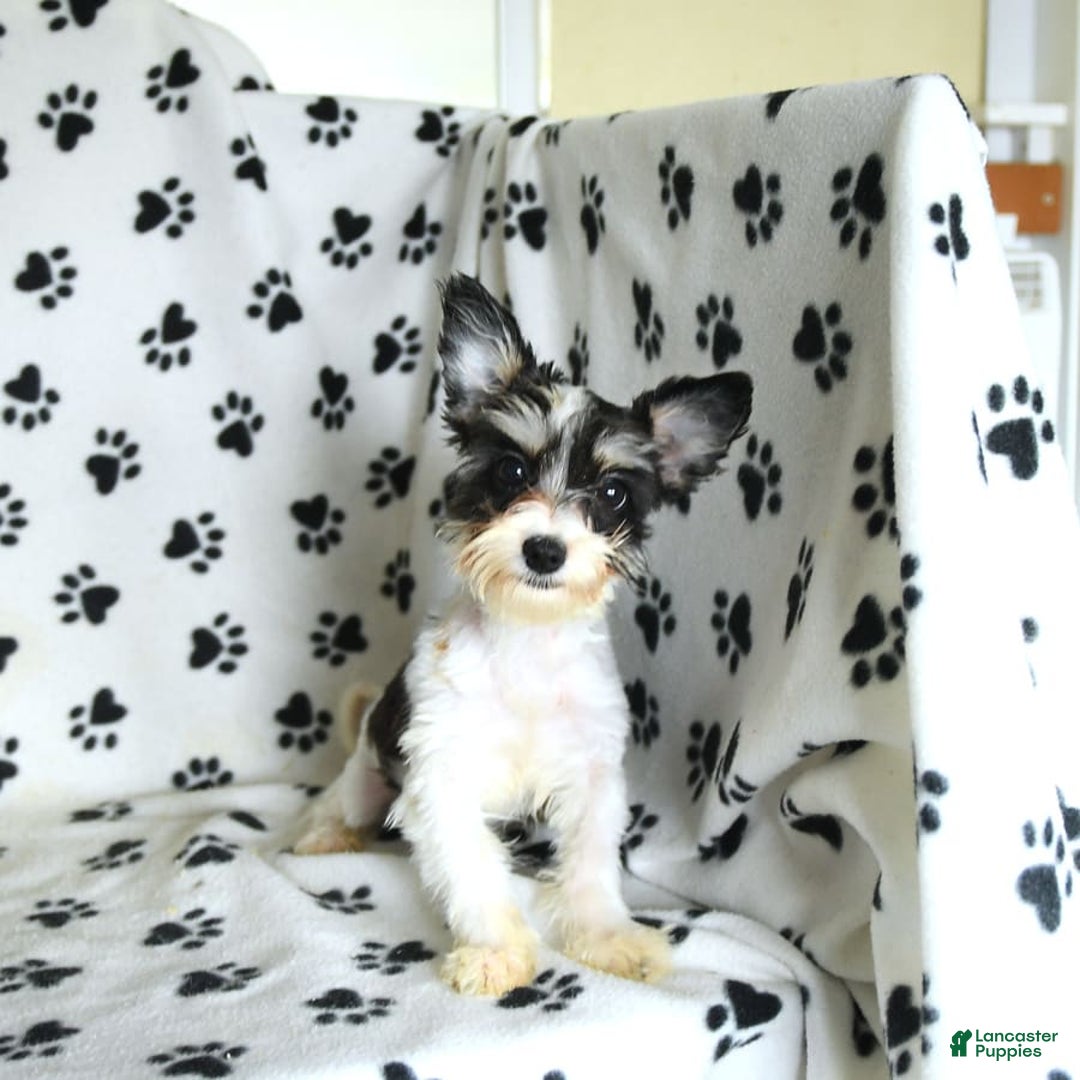 Morkie dogs for sale: Boots - Image 9