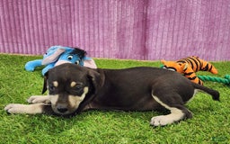Catahoula Leopard Dog dogs for sale: Tess 2025 Female 3 - Image 7