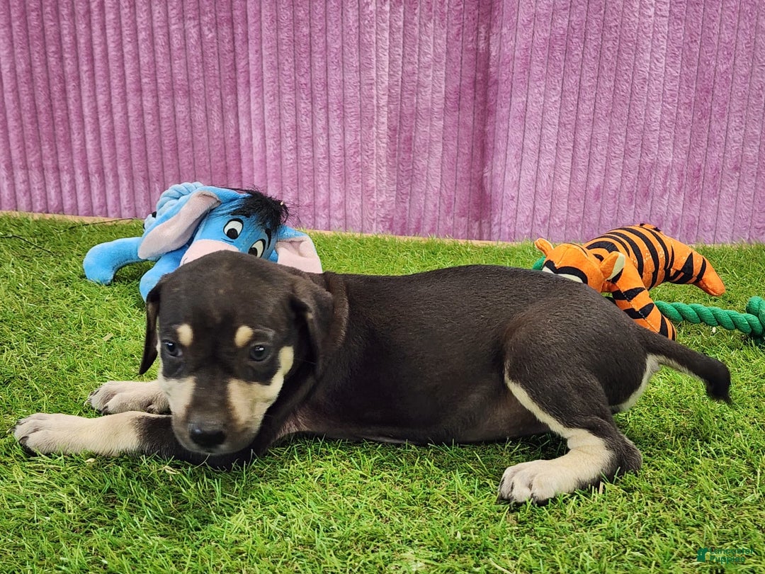 Catahoula Leopard Dog dogs for sale: Tess 2025 Female 3 - Image 7