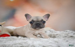 French Bulldog dogs for sale: Daisy - Image 7