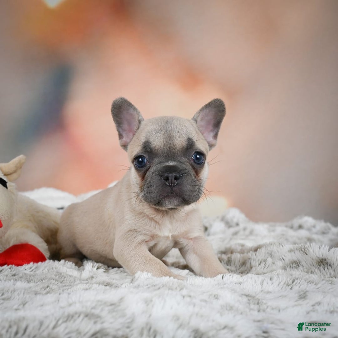 French Bulldog dogs for sale: Daisy - Image 7
