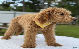 Mini Goldendoodle dogs for sale: Apollo - Image 12