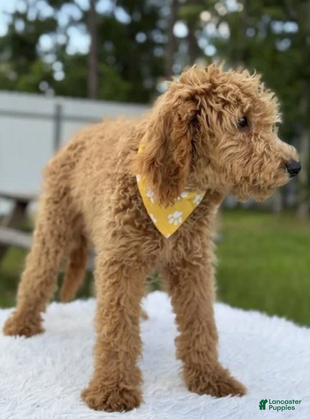 Mini Goldendoodle dogs for sale: Apollo - Image 12