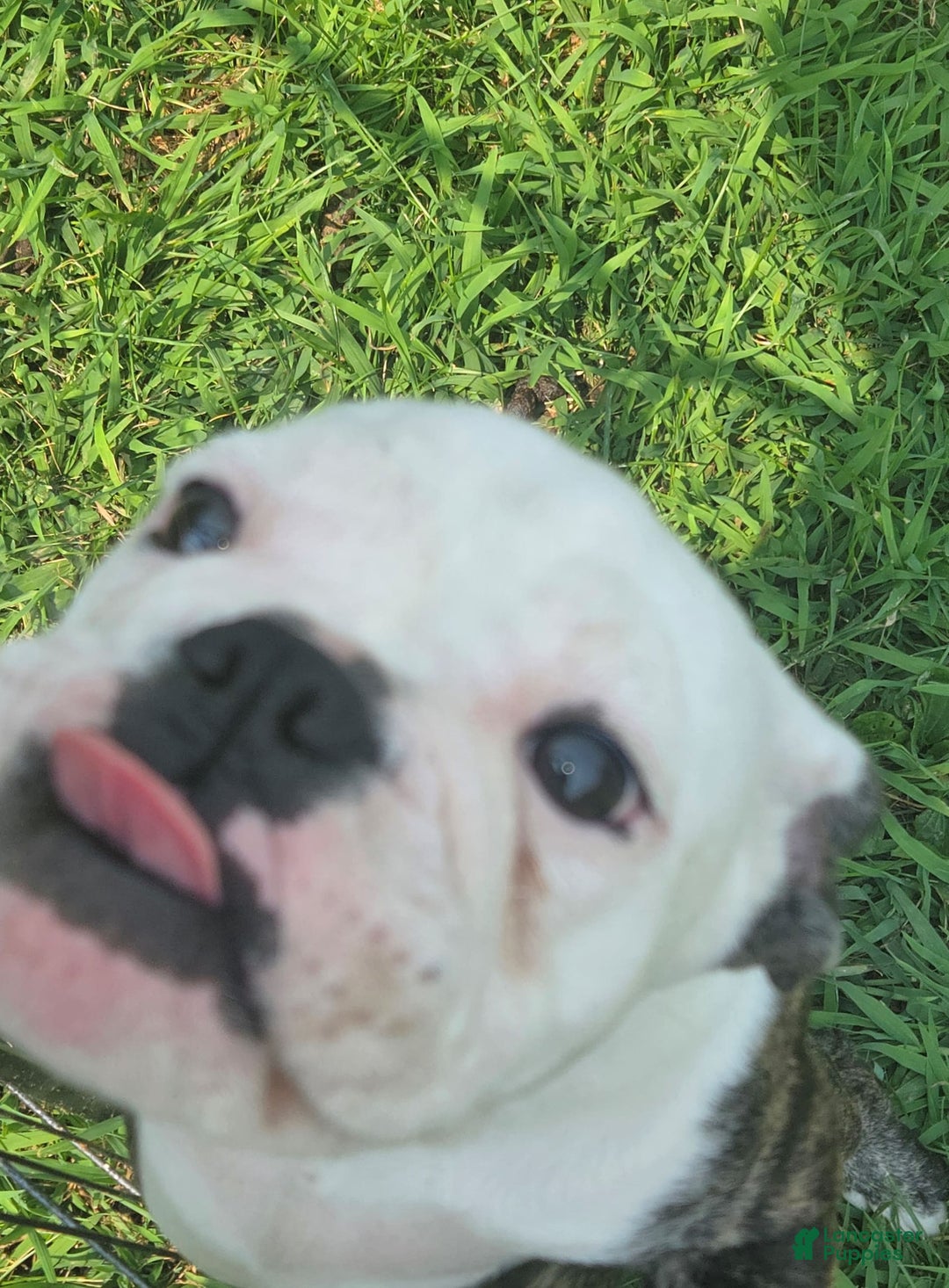 English Bulldog dogs for sale: Elininor - Image 6