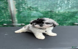 Toy Poodle dogs for sale: Teacup merle - Image 1