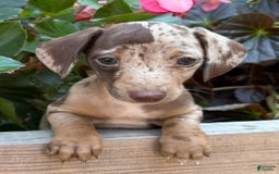 Miniature Dachshund dogs for sale: Little Sis - Image 1