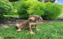 Doberman Pinscher dogs for sale: Dozer - Image 5