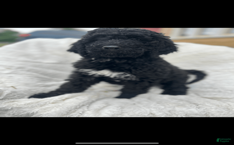 Bernedoodle dogs for sale - Ad 4