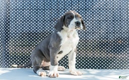 Great Dane dogs for sale: Missy - Image 7