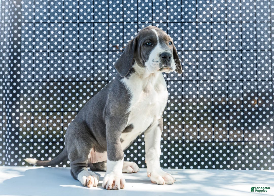 Great Dane dogs for sale: Missy - Image 7