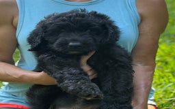 Goldendoodle dogs for sale: Brooklyn - Image 2