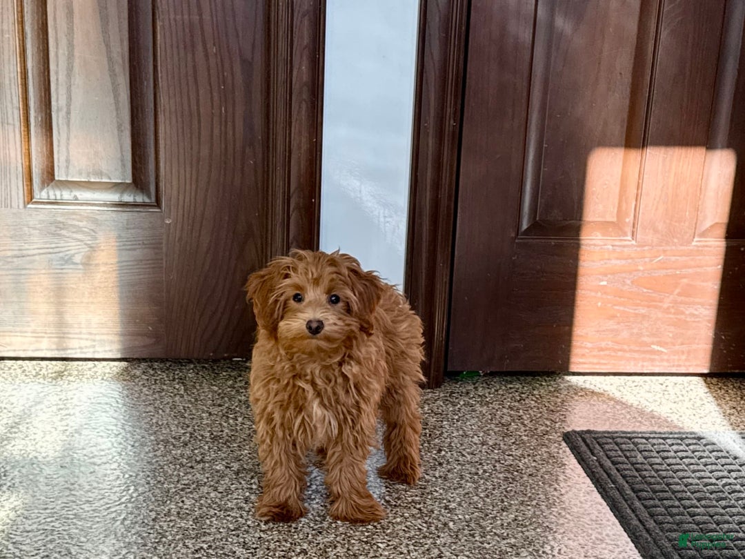 Maltipoo dogs for sale: Larry - Image 6