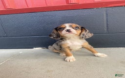 Beaglier dogs for sale: Marshal - Image 8