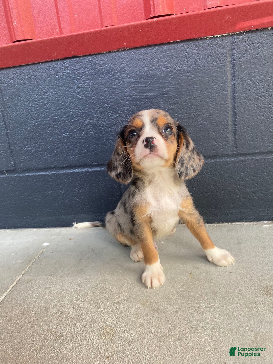 Beaglier dogs for sale: Marshal - Image 8